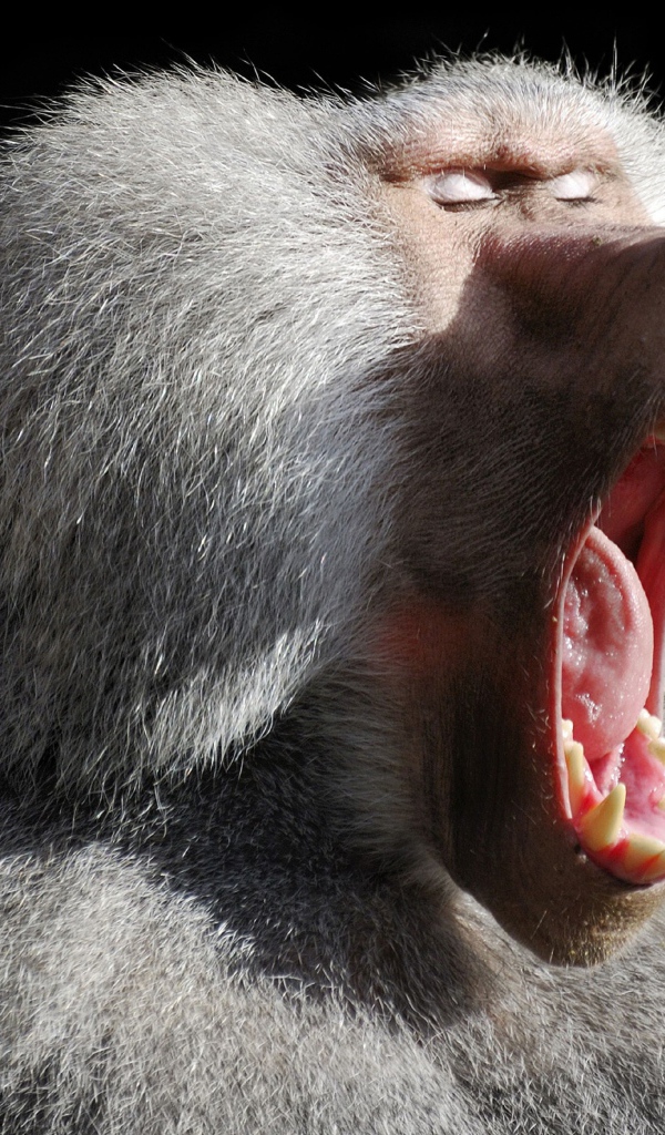 Большой павиан зевает на черном фоне