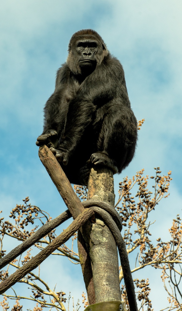 Большая черная горилла сидит на стволе дерева 