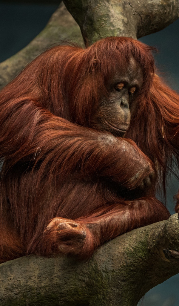 Большой орангутанг сидит на дереве 