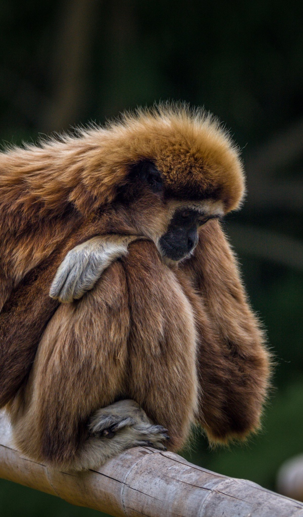 Гиббон сидит на ветке дерева