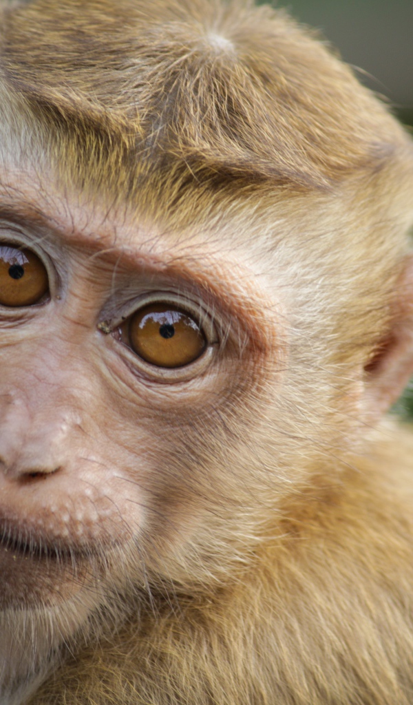 Маленькая обезьяна крупным планом