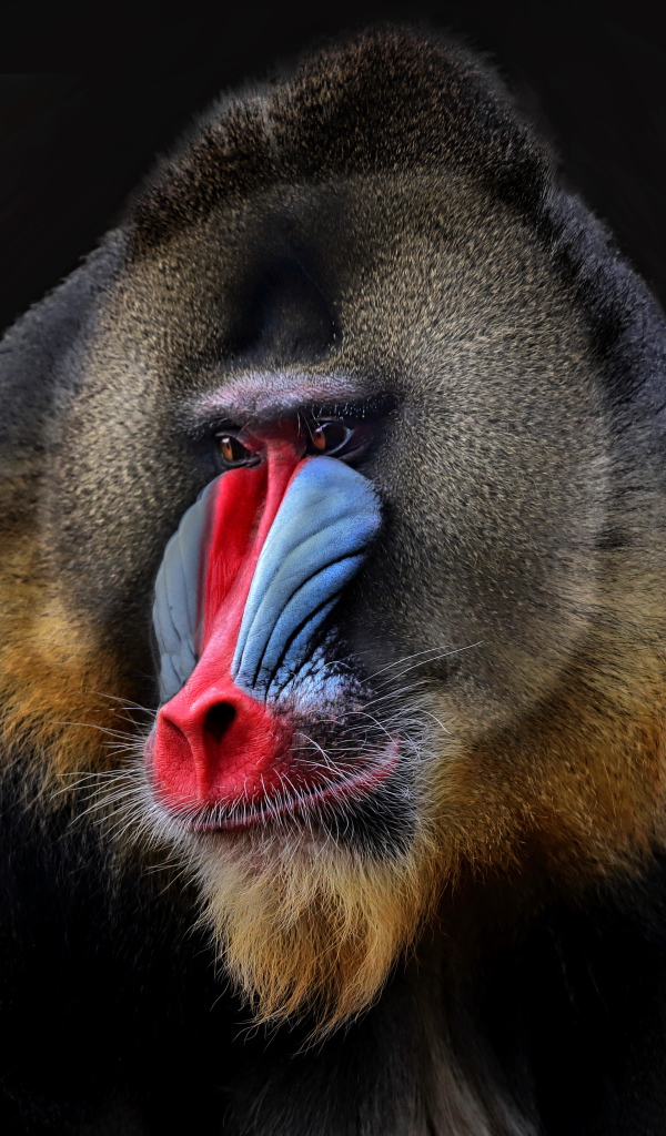 Mandrill with a red nose on a black background