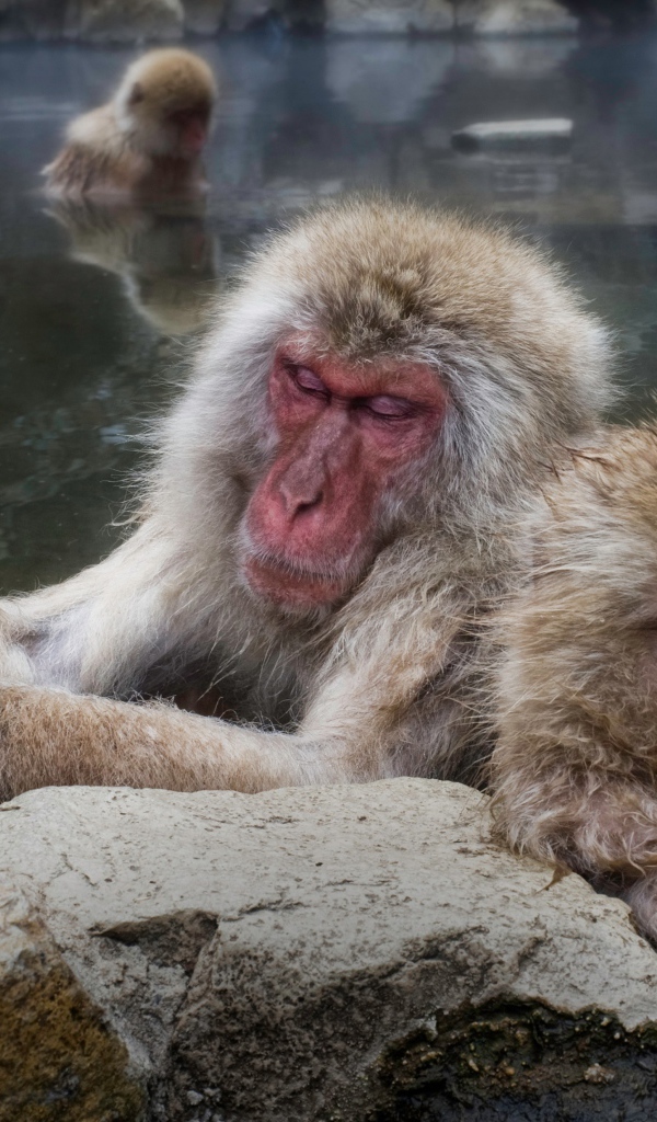 Обезьяны греются в горячих родниках 