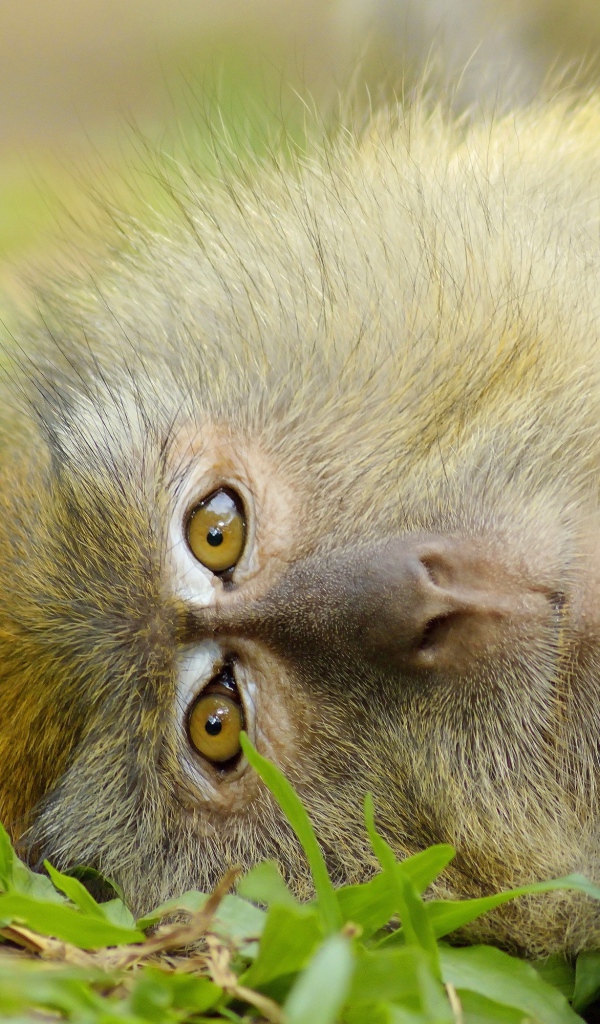 Обезьяна лежит на зеленой траве