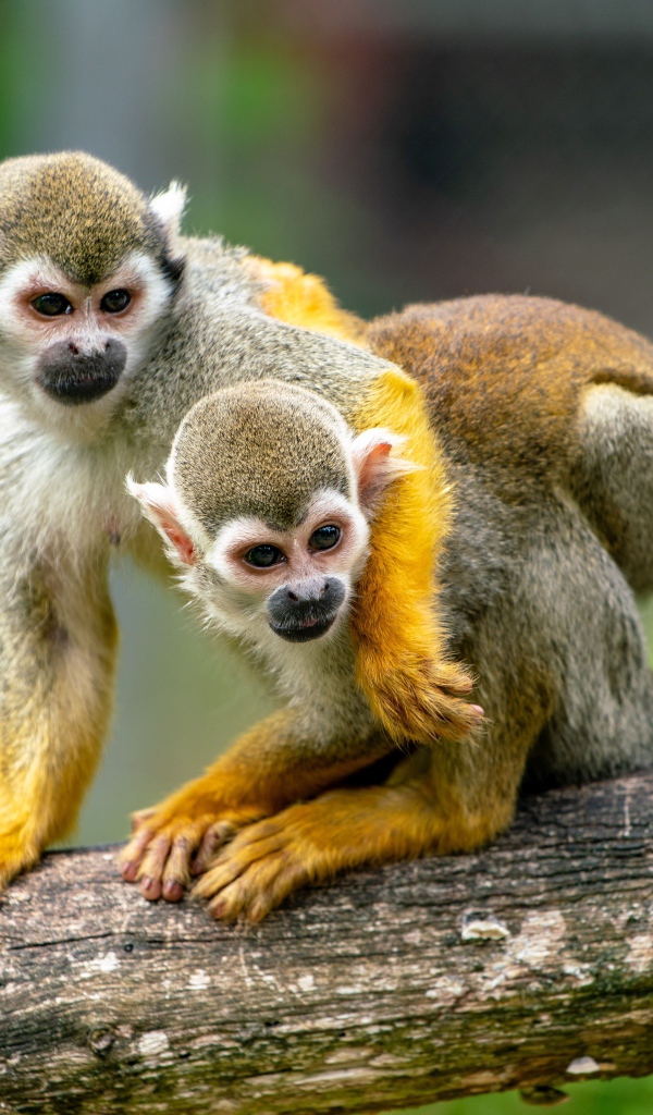 Две обезьяны саймири сидят на ветке