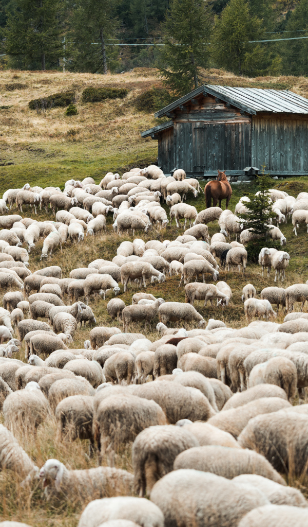 Стадо овец пасется на природе 