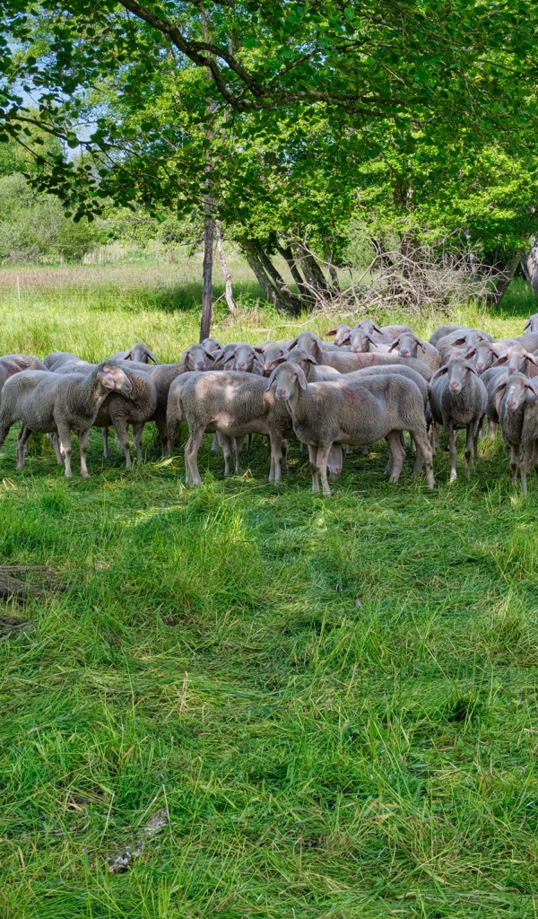 A flock of sheep grazes on green grass under a tree
