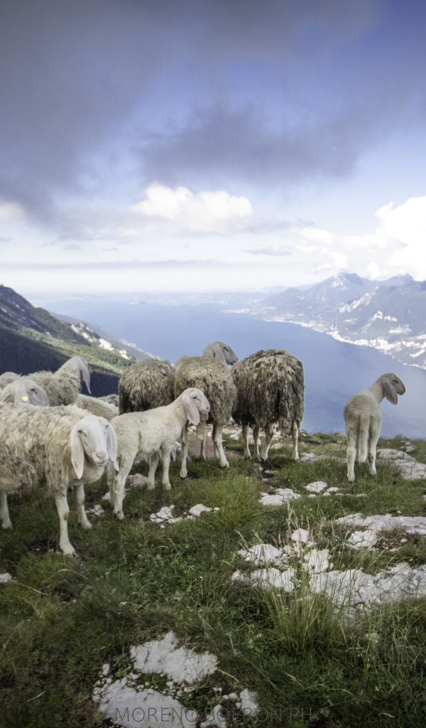 Стадо овец на краю скалы у фьорда 
