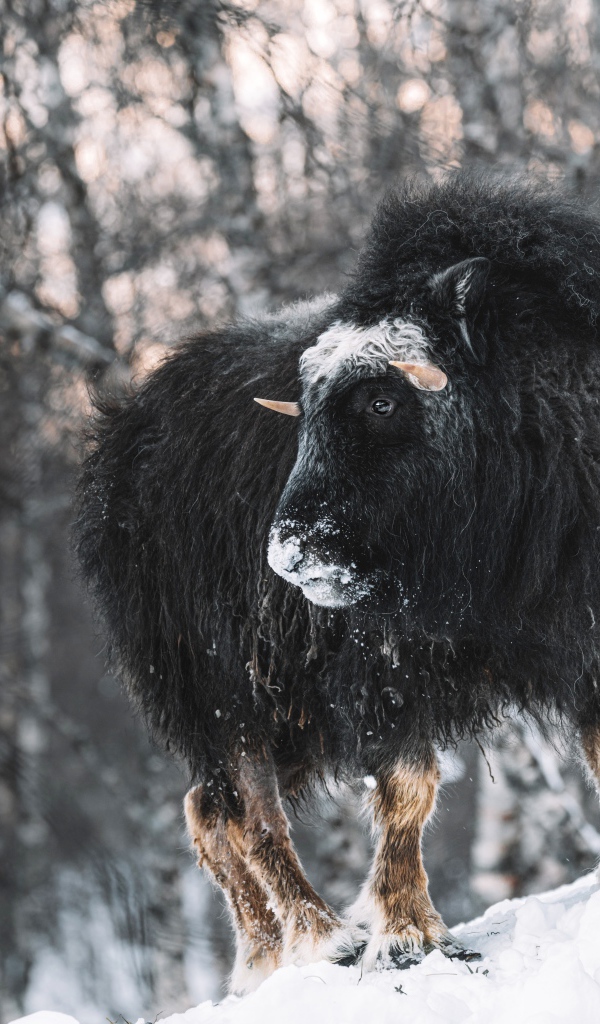 Американский бизон в зимнем лесу 