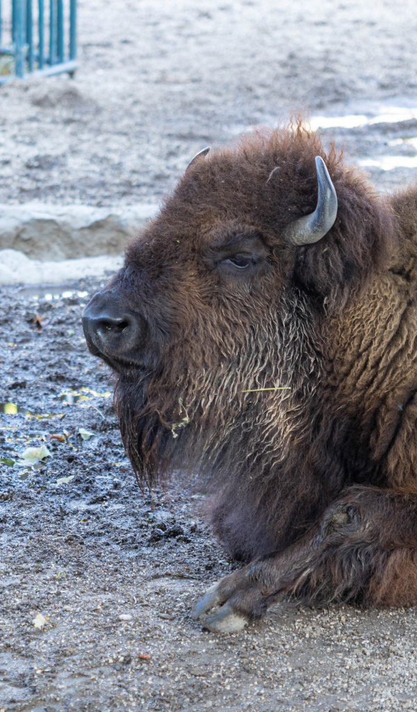 Большой американский бизон лежит в грязи