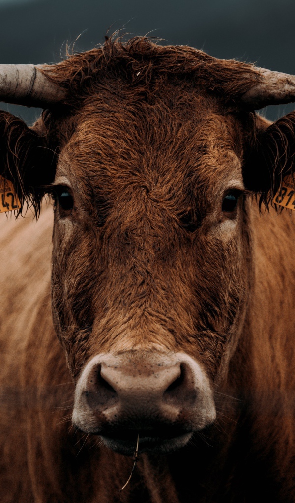 Большая коричневая корова крупным планом 