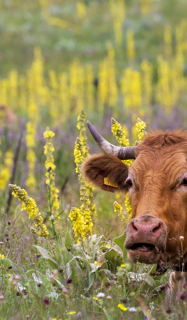 Большие коричневые коровы пасутся на поле с цветами
