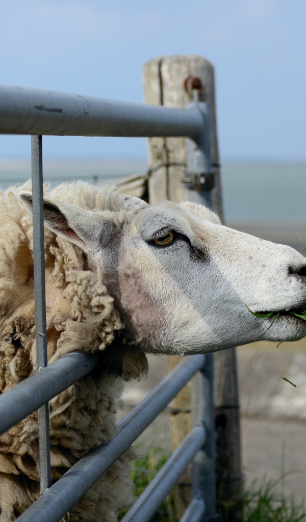 Большая пушистая овца ест траву на ферме 