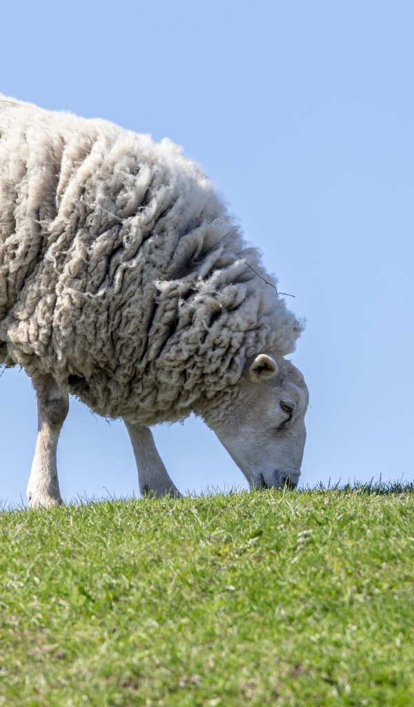 Большая пушистая овца пасется на зеленой траве