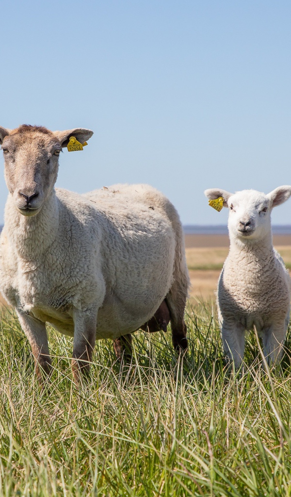 Большая овца с ягнятами на зеленой траве 