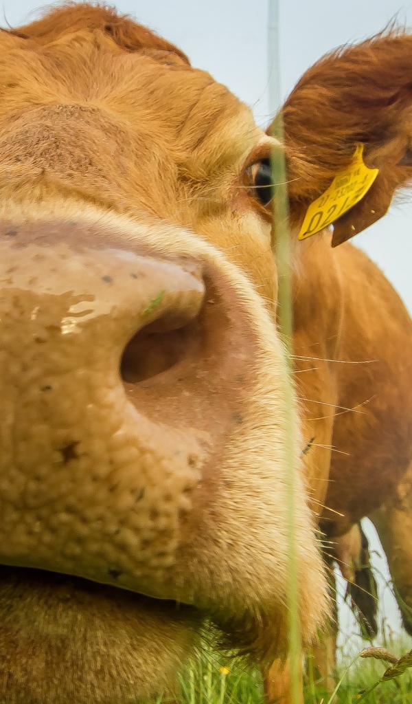 Большой мокрый нос коровы крупным планом