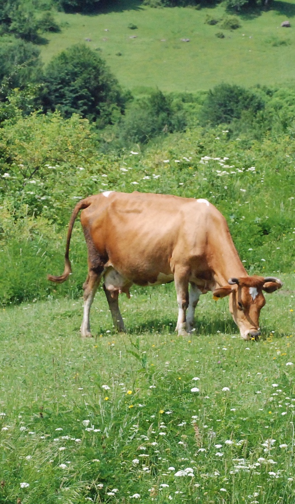 Коричневая корова пасется на зеленом лугу 