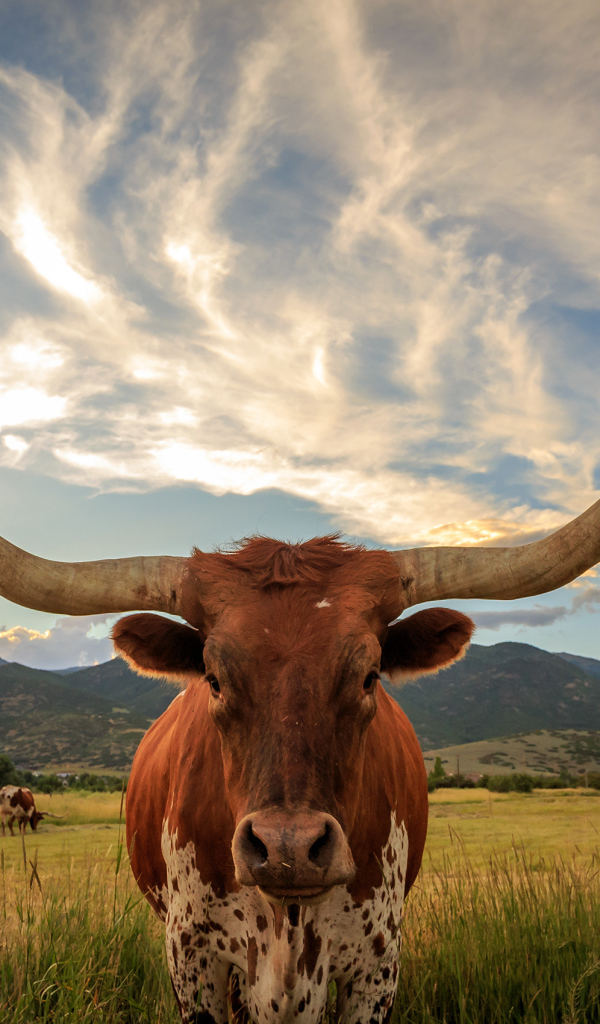 Бык с большими рогами на фоне красивого неба 