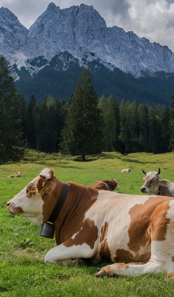 Коровы пасутся на альпийском луге на фоне гор 
