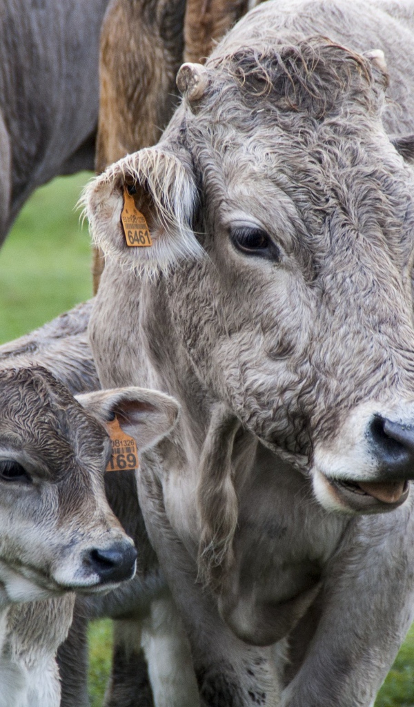 Коровы с телятами на ферме 