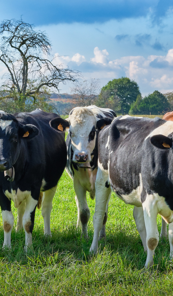 Стадо коров пасется на зеленом лугу 