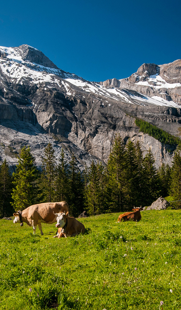 Стадо коров на зеленом лугу в горах