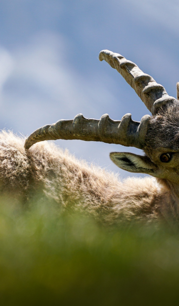 Муфлон чешет спину рогами