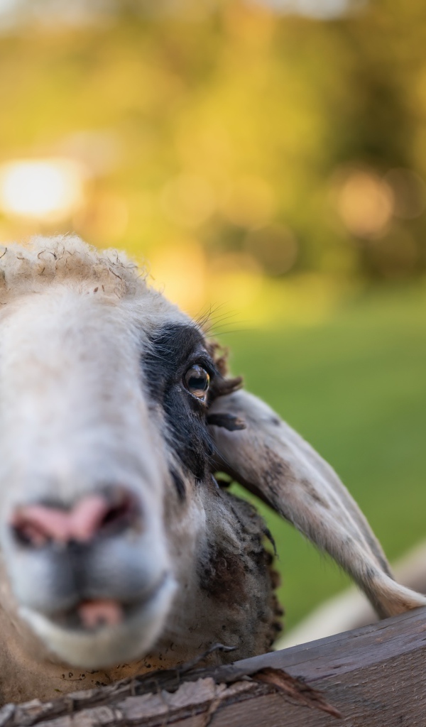 Голова овцы в загоне 