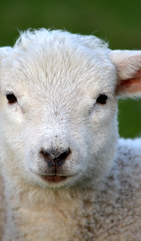 Маленький белый ягненок крупным планом