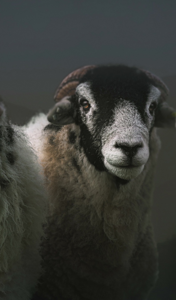 Три овцы на сером фоне