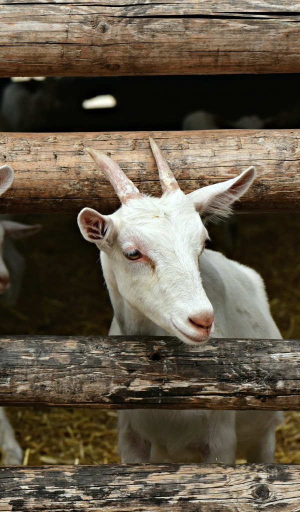 Три белых козленка в загородке 