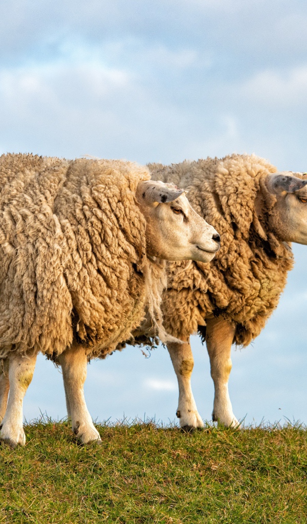 Две большие лохматые овцы на поле 