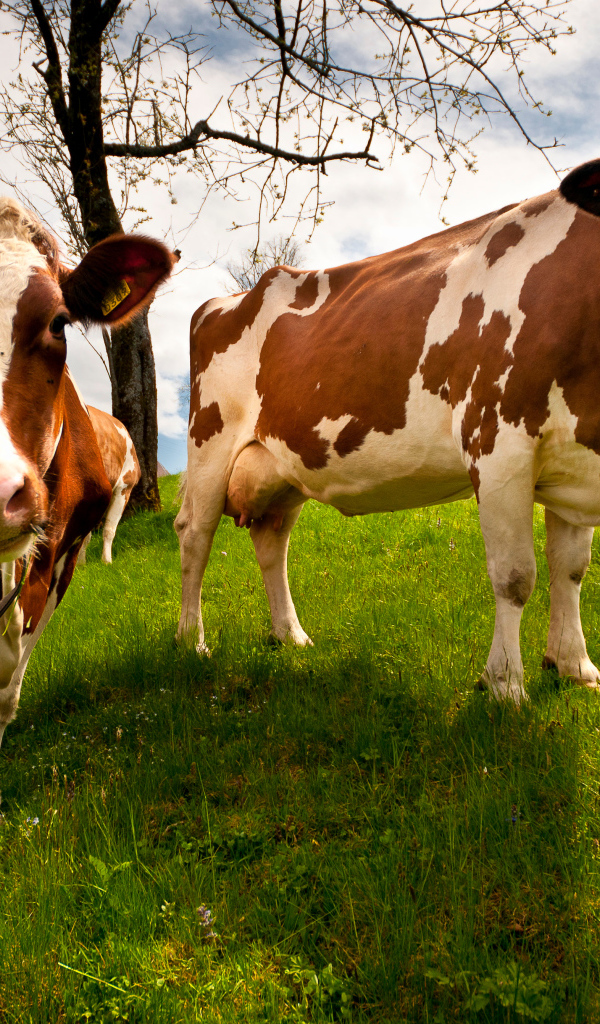 Две домашние коровы на зеленом поле 