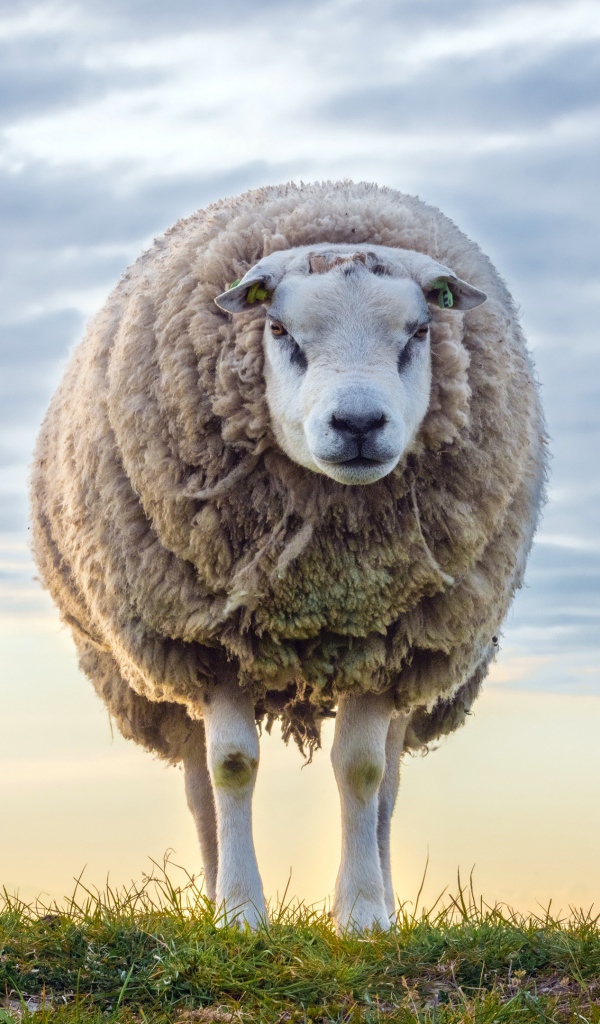 Нестриженая овца на поле на фоне неба 