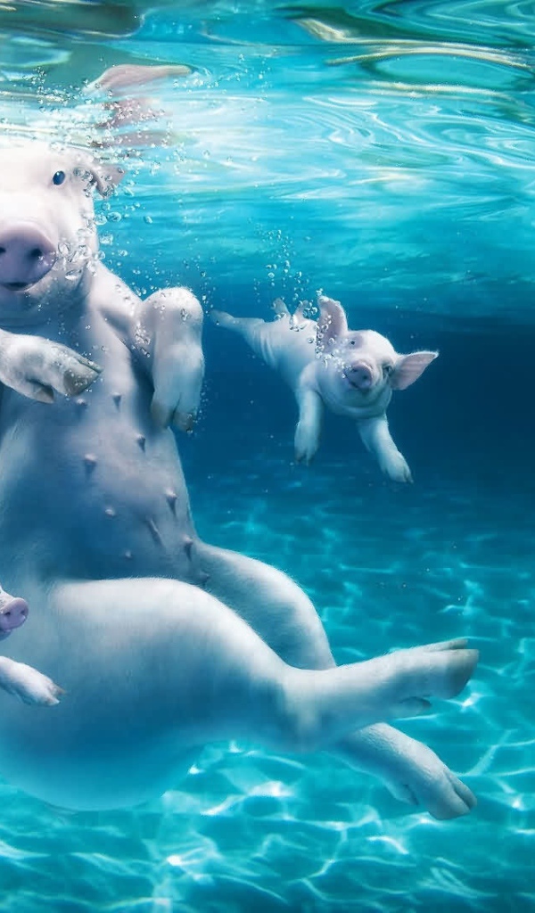 Большая свинья с поросятами в воде 