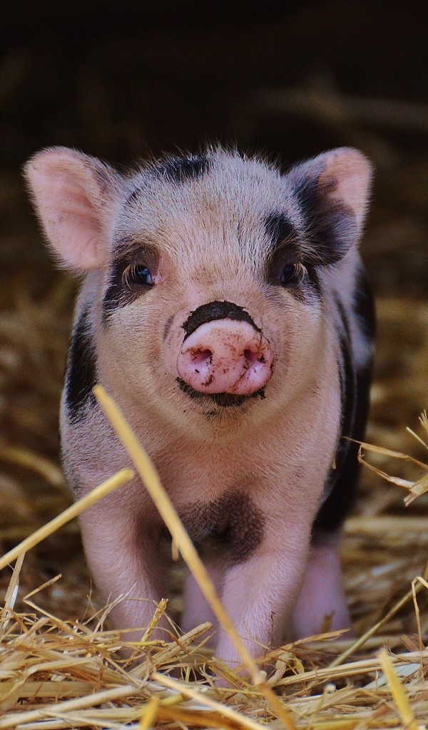 Маленький забавный поросенок в сарае на сене 