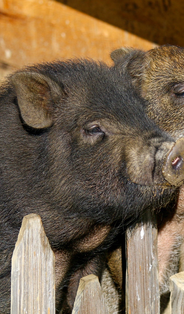 Два домашних поросенка в загородке