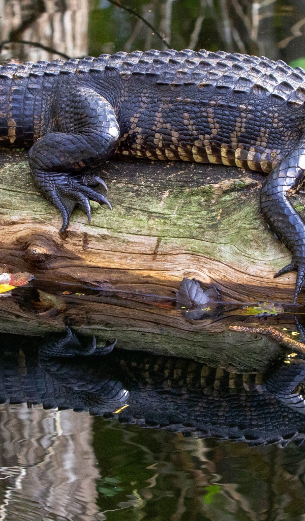 Большой аллигатор лежит на сухом дереве в воде
