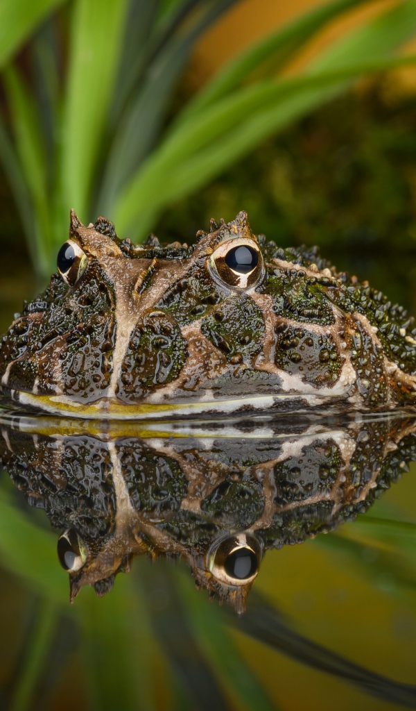 Большая зеленая жаба выглядывает из воды