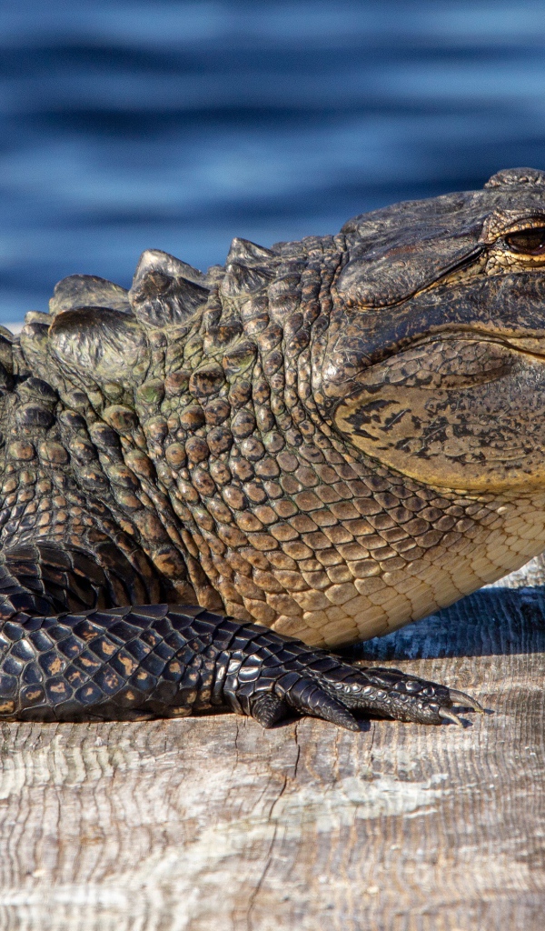 Аллигатор лежит на мосту у воды 