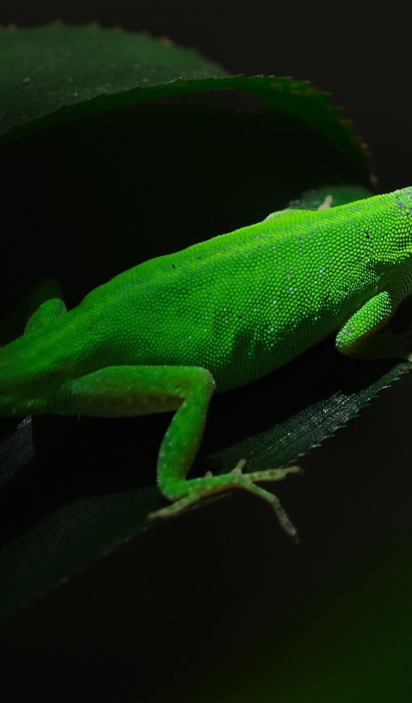 Красивая зеленая ящерица на листе
