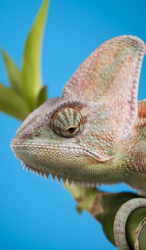 Большой хамелеон сидит на зеленой ветке на голубом фоне