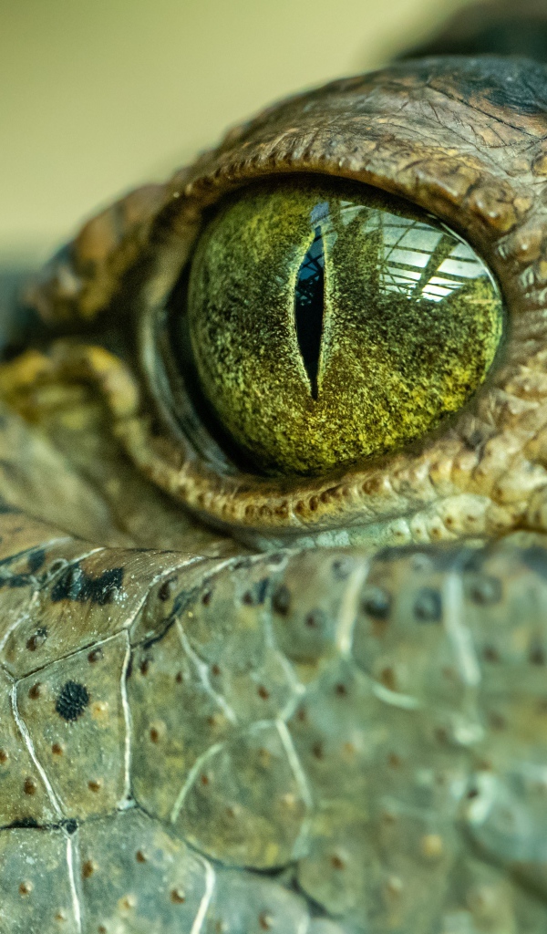 Глаз большого крокодила 