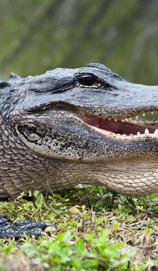 Большой крокодил на зеленой траве 