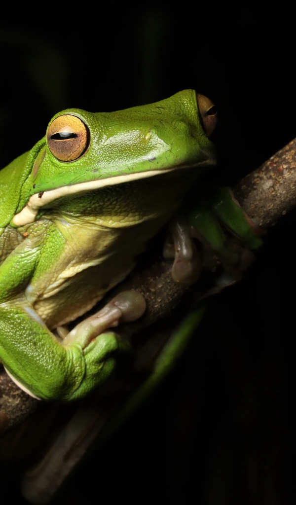 Большая зеленая лягушка сидит на ветке