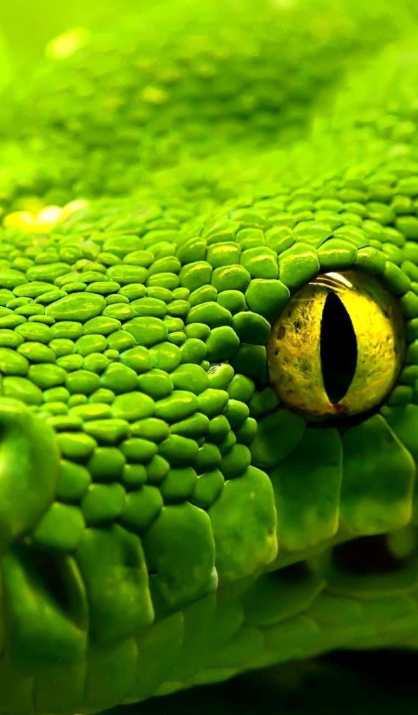 Большая зеленая змея с желтыми глазами крупным планом
