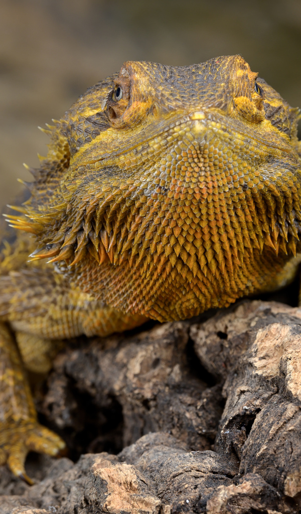 Большая игуана сидит на сухой коряге