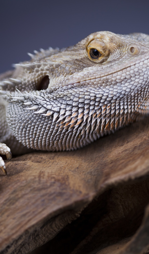 Большая игуана сидит на сухом дереве 