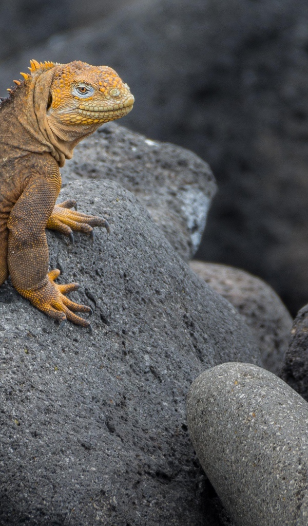 Большая игуана сидит на серых камнях 