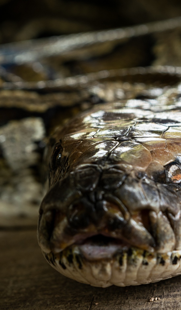 Большой питон крупным планом 